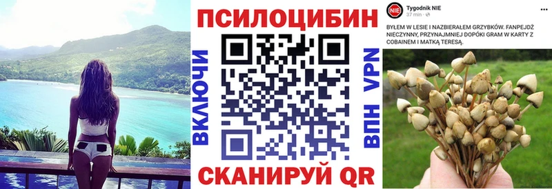Галлюциногенные грибы Psilocybe  где можно купить наркотик  Ардатов 